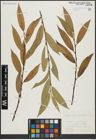 Foto von Salix alba L. x Salix pentandra L.